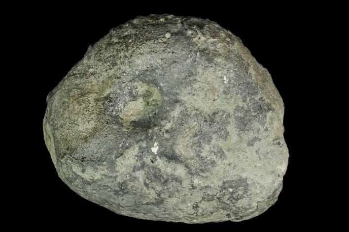 Fossil Sea Urchin (Collyrites) - Germany #125602